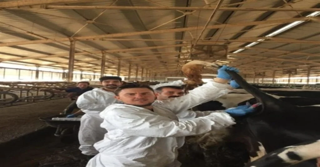 Kırklarelide Arilik Çalışmaları Devam Ediyor