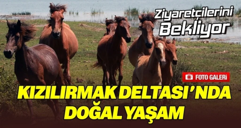 Kızılırmak Deltası’nda doğal yaşam