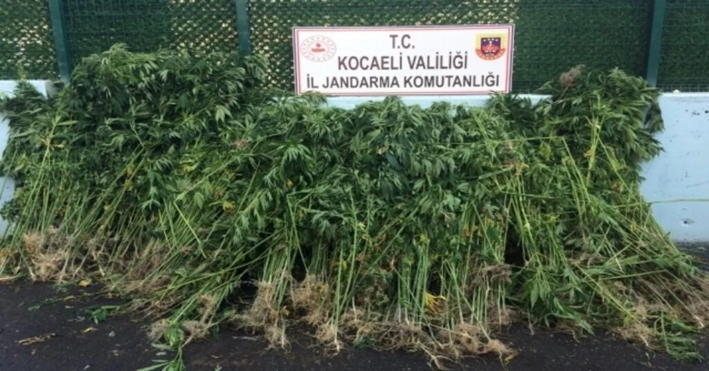 Kocaelide Ormanlık Alana Ekili 4 Bin 175 Kök Kenevir Yakalandı