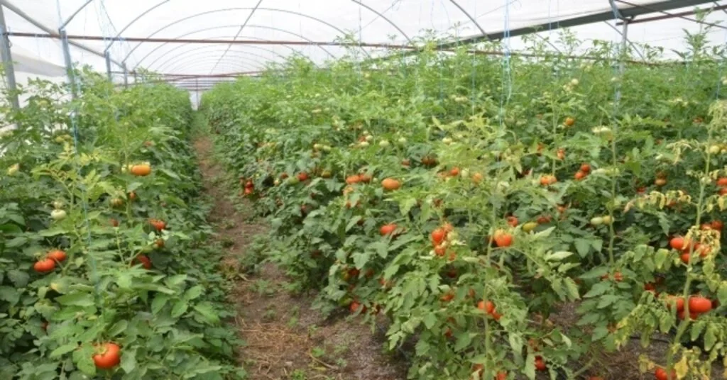 Komşu İllerin Domatesi Kahramanmaraştan