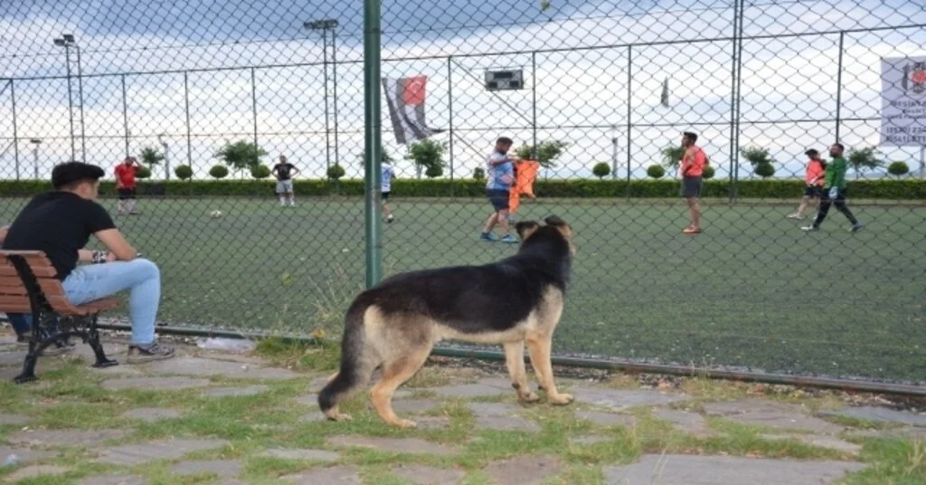Köpeğin Futbol Tutkusu