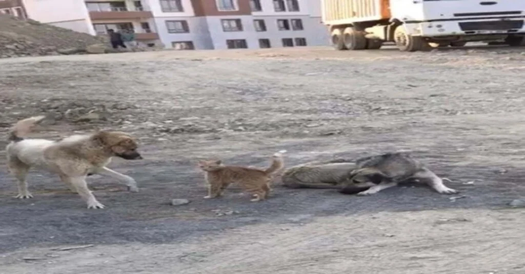 Köpek İle Kedinin Oynaması Kameraya Yansıdı