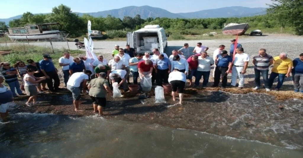 Köyceğiz Gölüne 180 Bin Yavru Sazan Bırakıldı