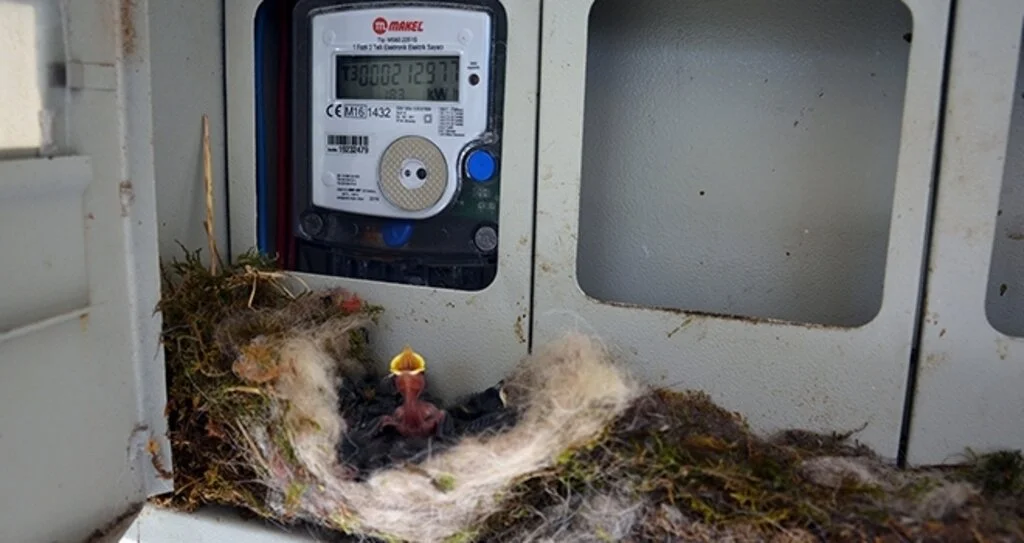 Kuş elektrik saatine yuva yaptı,  ev sahibi elektriğini kesti 