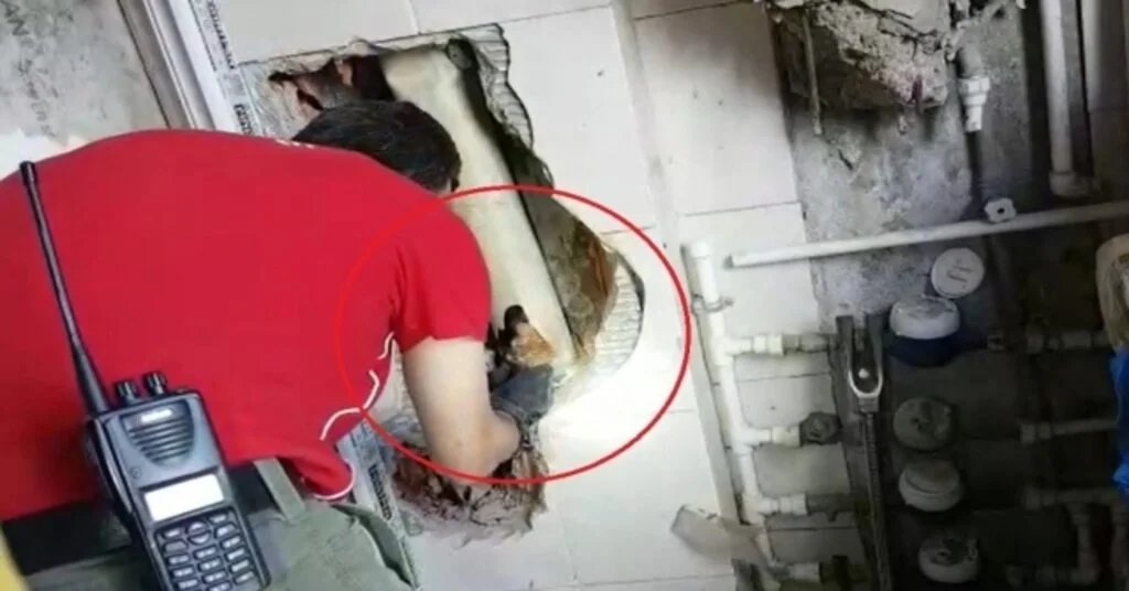 Lavabo Borusuna Sıkışan 2 Yavru Kediyi Duvarı Kırarak Kurtardılar