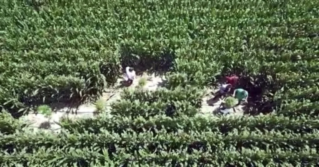 Mısır Tarlalarına Dronelu Kenevir Operasyonu: 8 Gözaltı