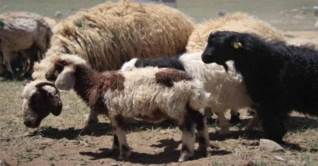 Oğlak Ve Kuzuların Anneleriyle Buluşma Anı