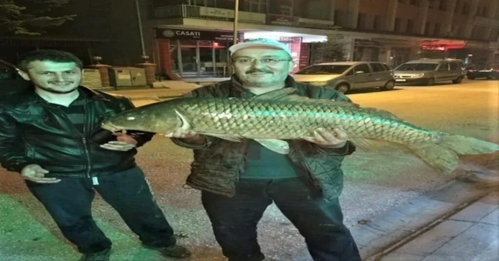 Olta İle Yakaladığı 12 Kilo 710 Gramlık Sazanı Güçlükle Çıkartabildi