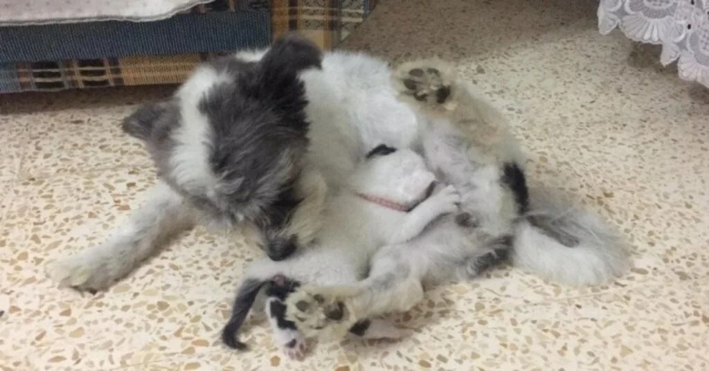 (Özel) Annesiz Kalan Yavru Kediye Köpek Annelik Yapıyor