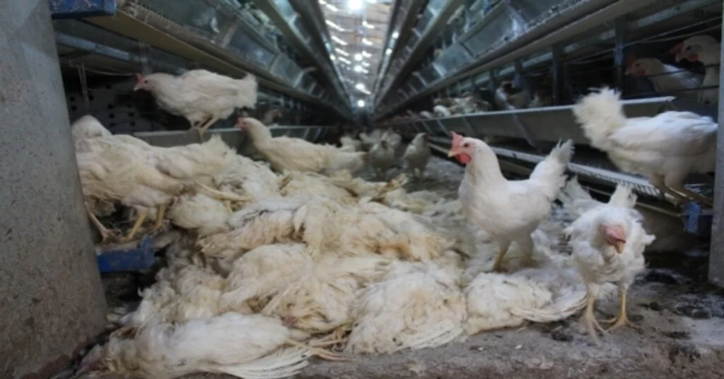 (Özel) Denizlide Haciz Katliamı: 40 Bin Tavuk Telef Oldu
