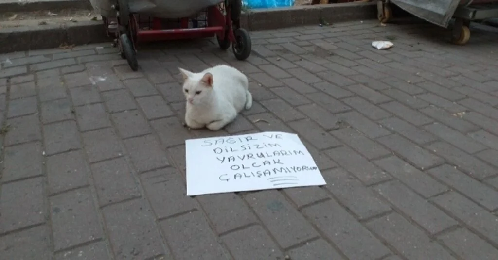 (Özel) Dilenci Kedi