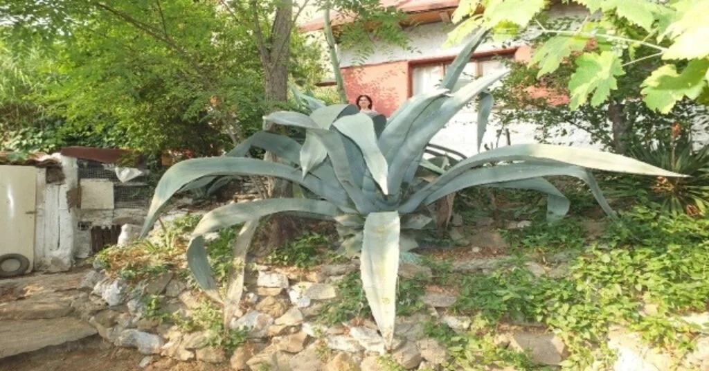 (Özel) Ekildiği Tarihten 46 Yıl Sonra Çiçek Açtı