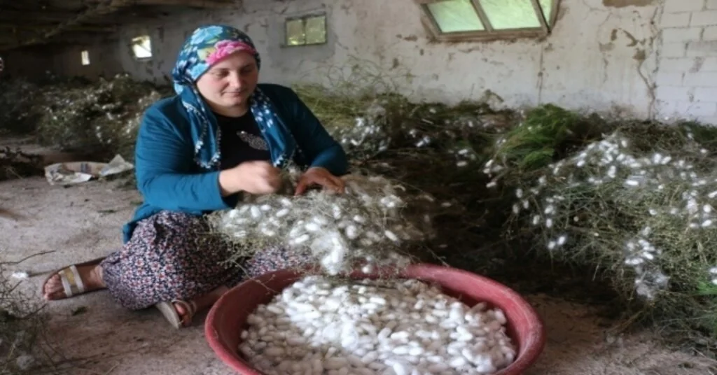 (Özel) Kümeslerinin Yetersizliği Nedeniyle Tavukçuluk Yapamayan Köylüler Çareyi İpekböceğinde Buldu
