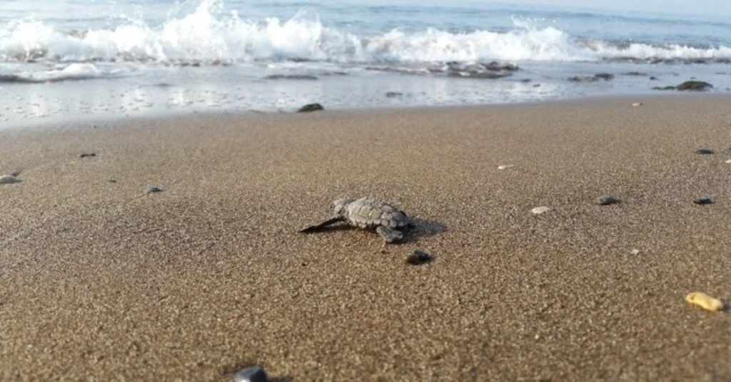 (Özel) Yavru Caretta Cerattalar Denizle Buluşmaya Başladı