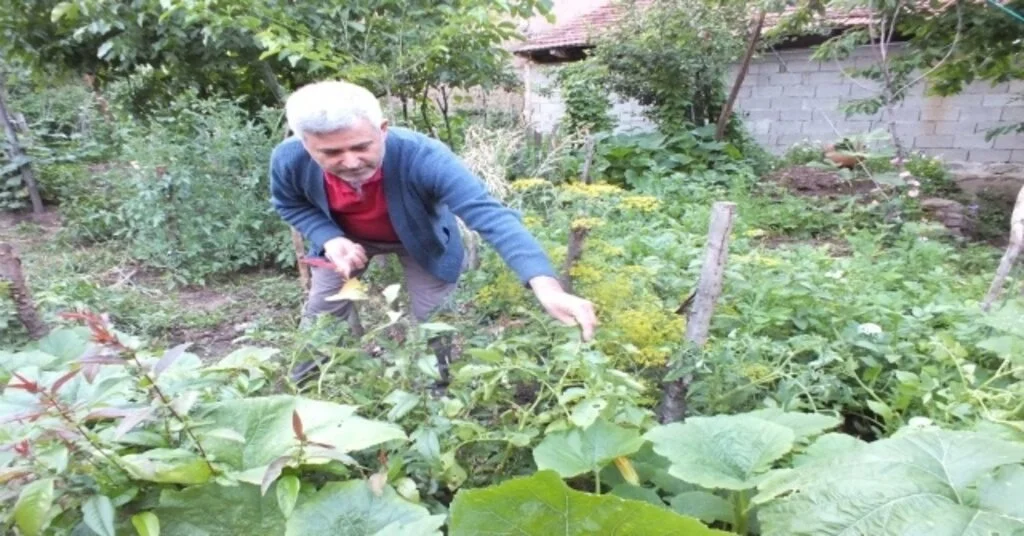 Patates Ektiler Domates Çıktı