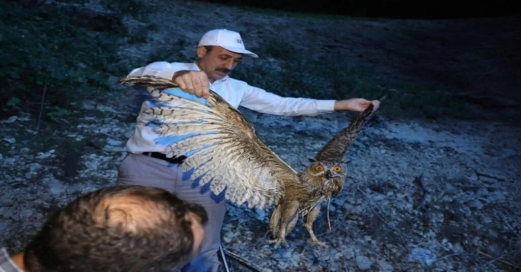Rektör Yaralı Baykuşu Buldu Tedaviye Gönderdi