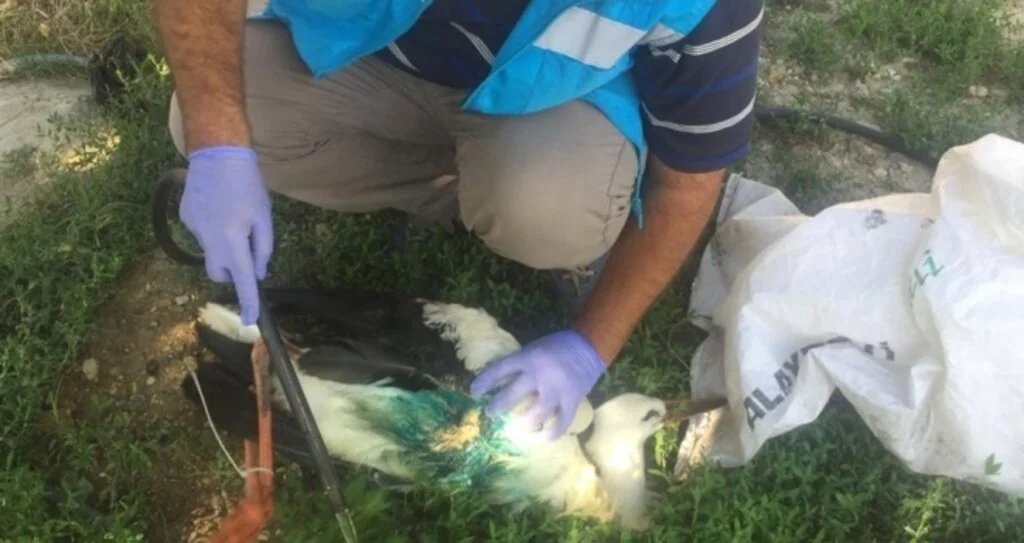 Saçma ile vurulmuş leylek  arazide ameliyat edildi