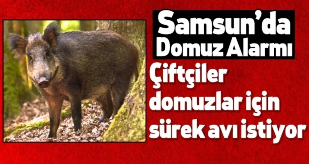 Samsun'da Çiftçiler domuzlar için sürek avı istiyor