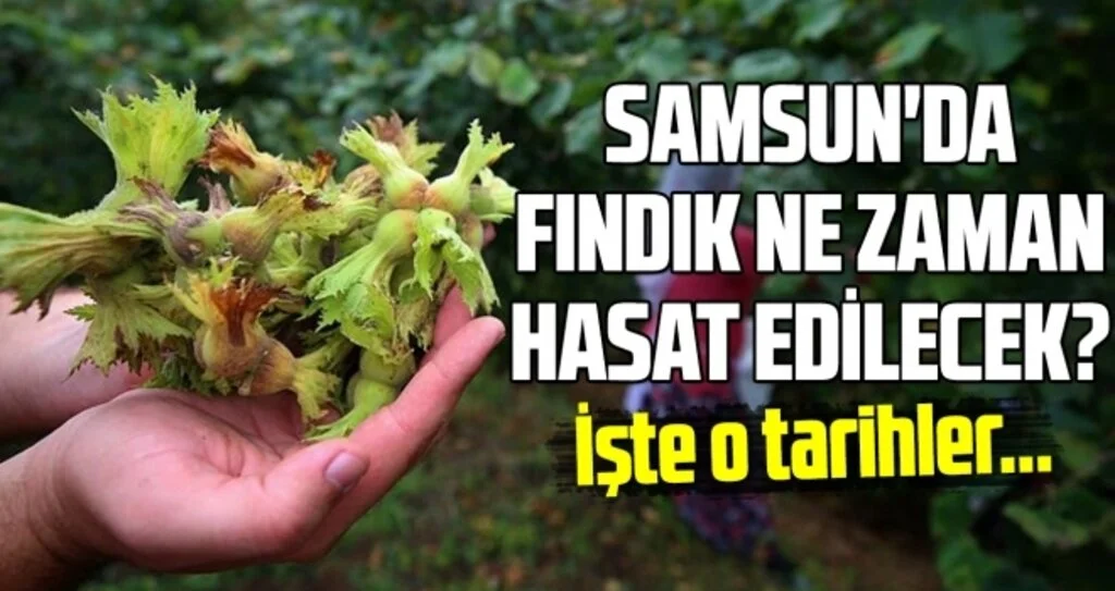 Samsun'da fındık ne zaman hasat edilecek?