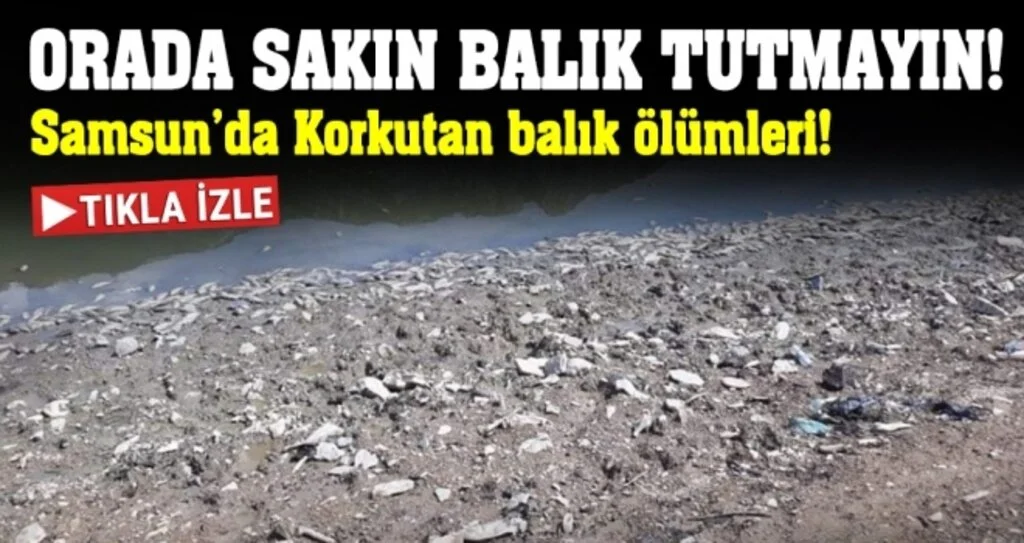Samsun'da Korkutan balık ölümleri!