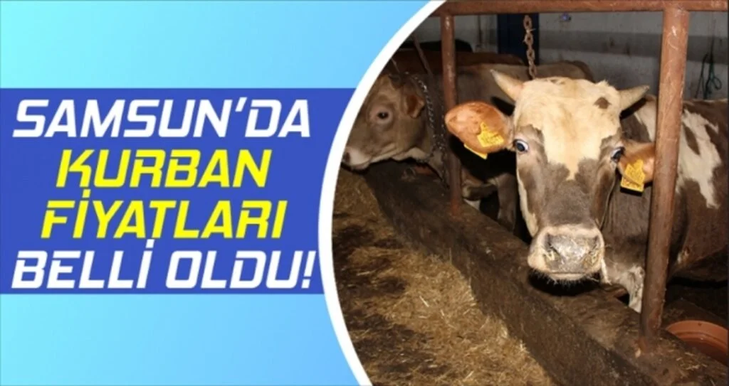 Samsun'da Kurban Fiyatları Belli Oldu!
