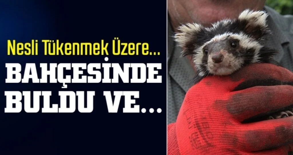 Samsun'da Nesli Tükenmek Üzere Olan Alacasansarlar Bulundu!