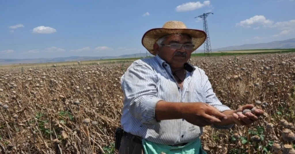 Sandıklı Ve Köylerinde Haşhaş Hasadı Başladı