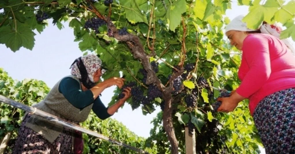 Sarıgölün İlk Üzümleri Rusyaya
