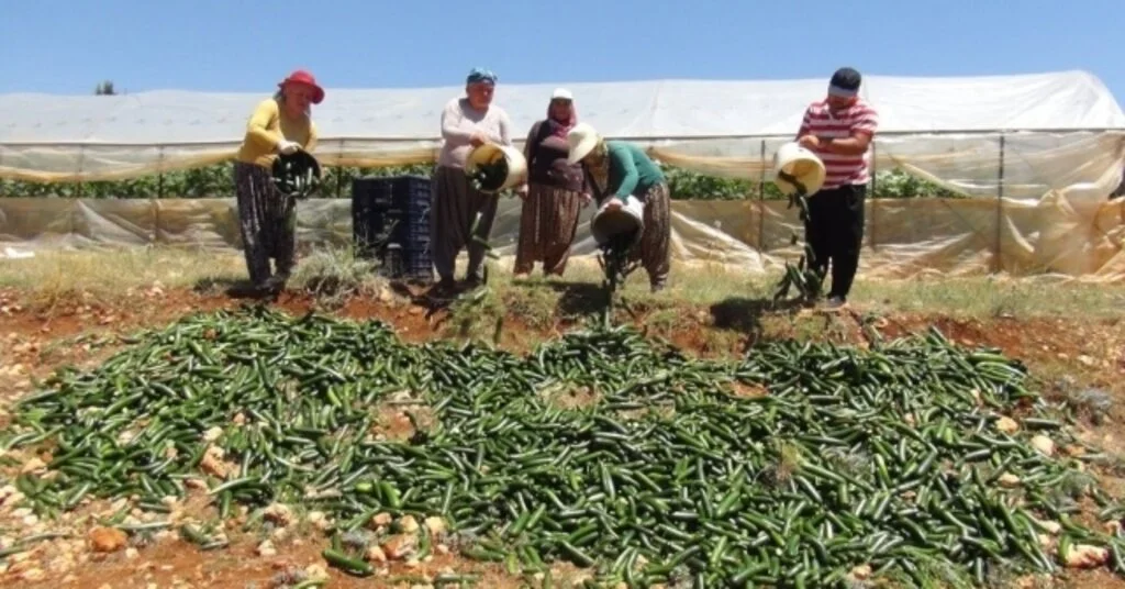 Satılamayan Salatalıkları Araziye Döküyorlar