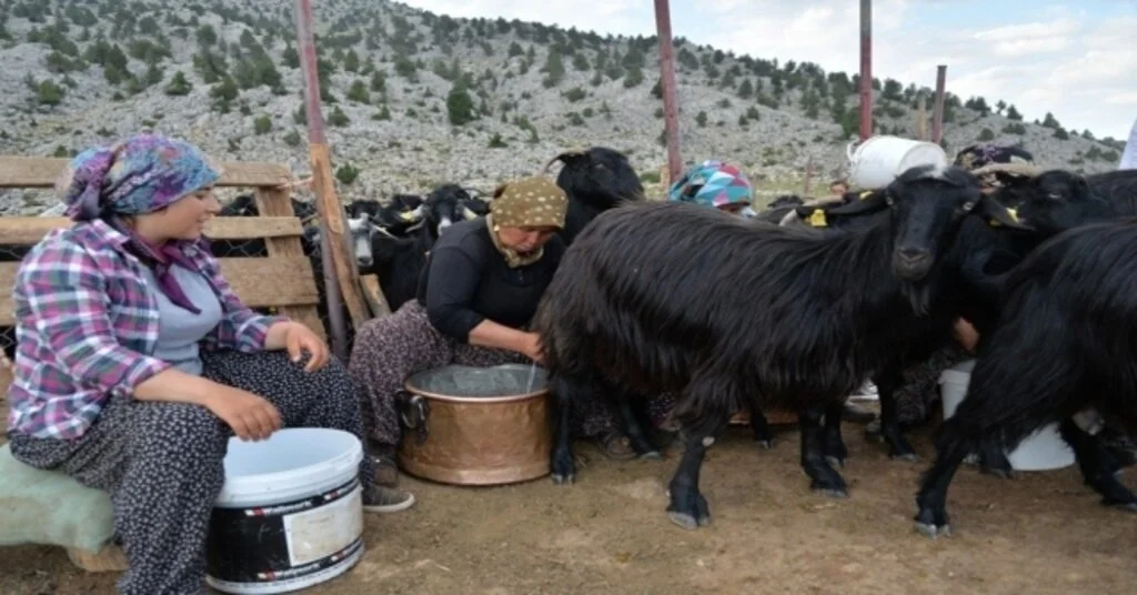Selanik Göçmeni Aile Yaylada Besicilik Yaparak Geçiniyor