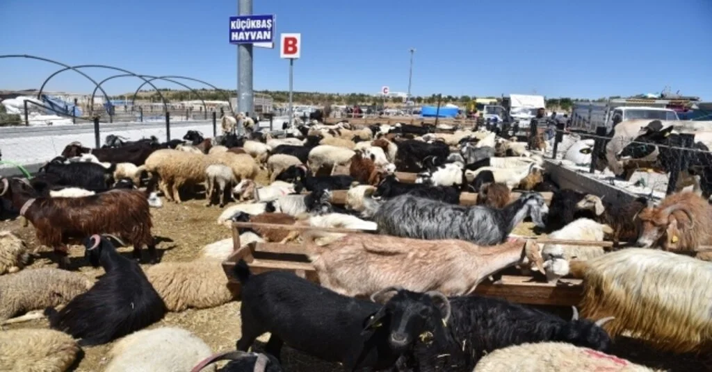 Selçukluda Kurban Satışı Başladı