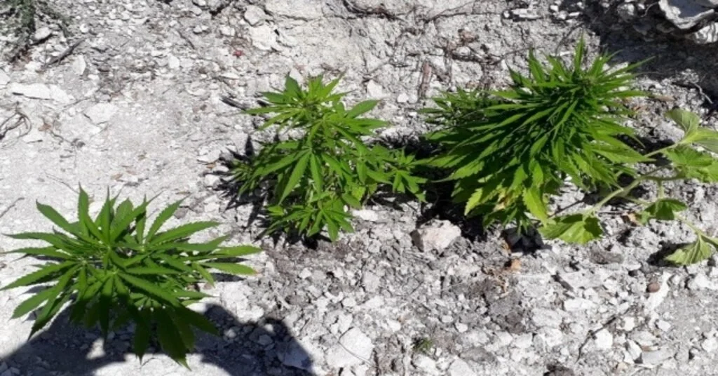 Selendide 280 Kök Hint Keneviri Ele Geçirildi