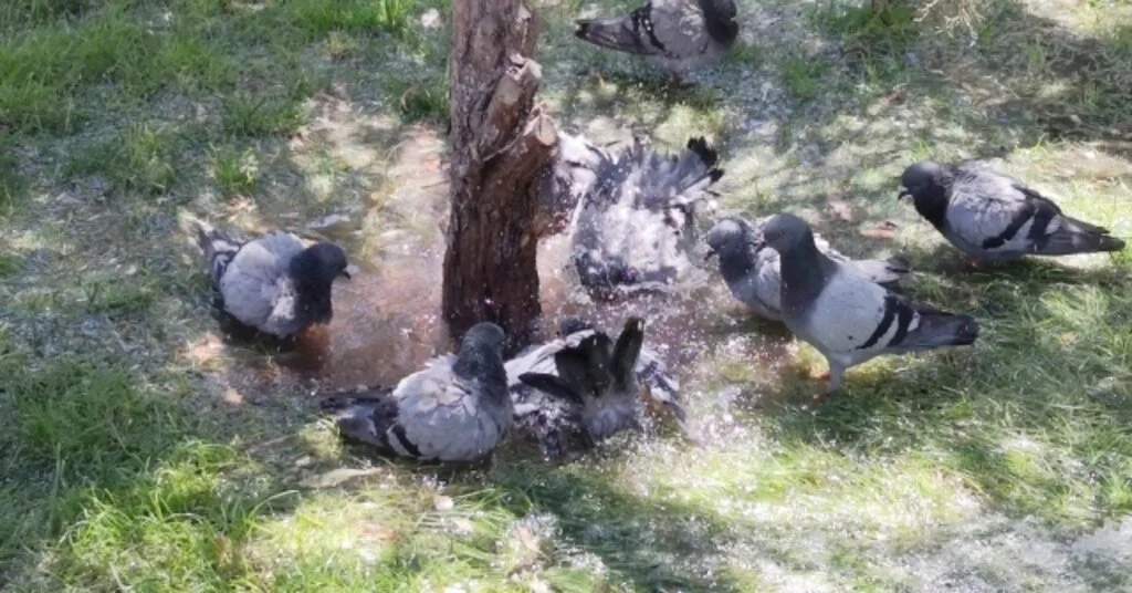 Sıcaktan Bunalan Güvercinlerin Suda Serinleme Keyfi