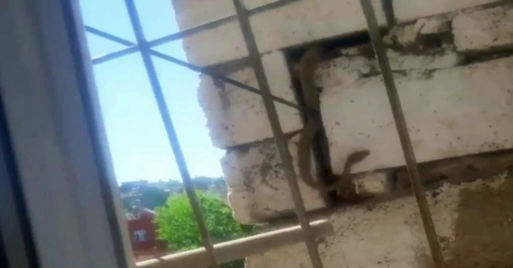 Siirtte Duvara Gizlenmiş 2 Metrelik Yılan Korkuttu