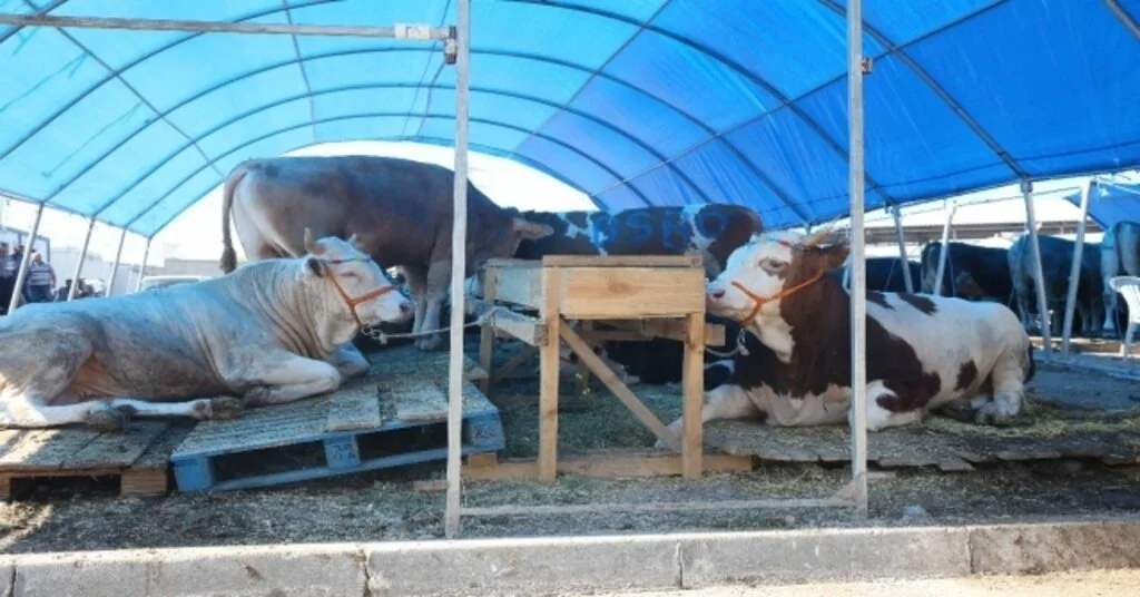 Sincanda Kurban Bayramı Hazırlıkları Tamamlandı