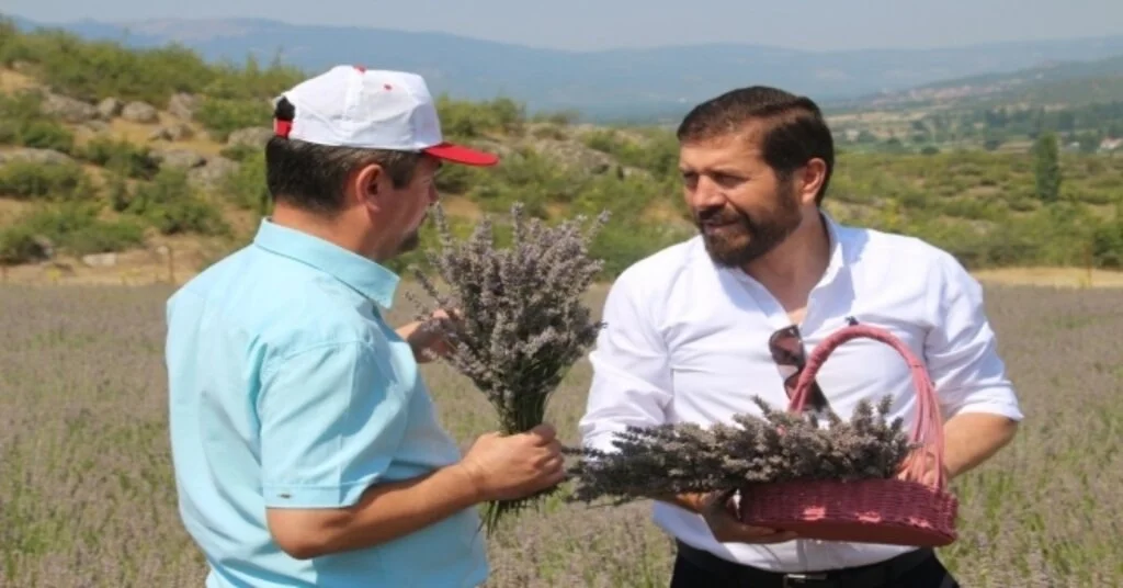 Sındırgıda Mis Kokulu Hasat