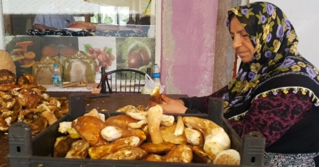Sinop Mantarı Avrupa Mutfağının Baş Tacı