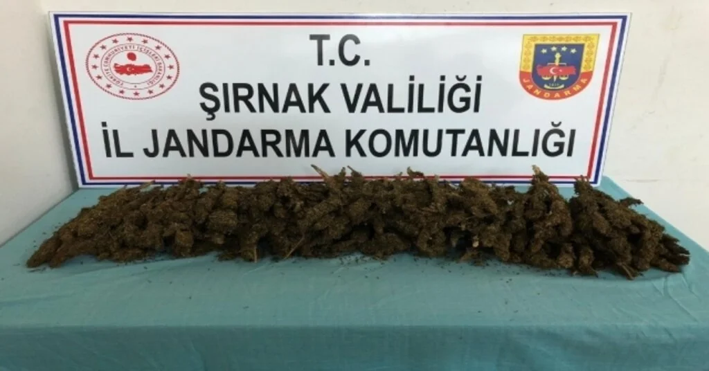 Şırnakta 3 Kilo 702 Gram Esrar Ele Geçirildi