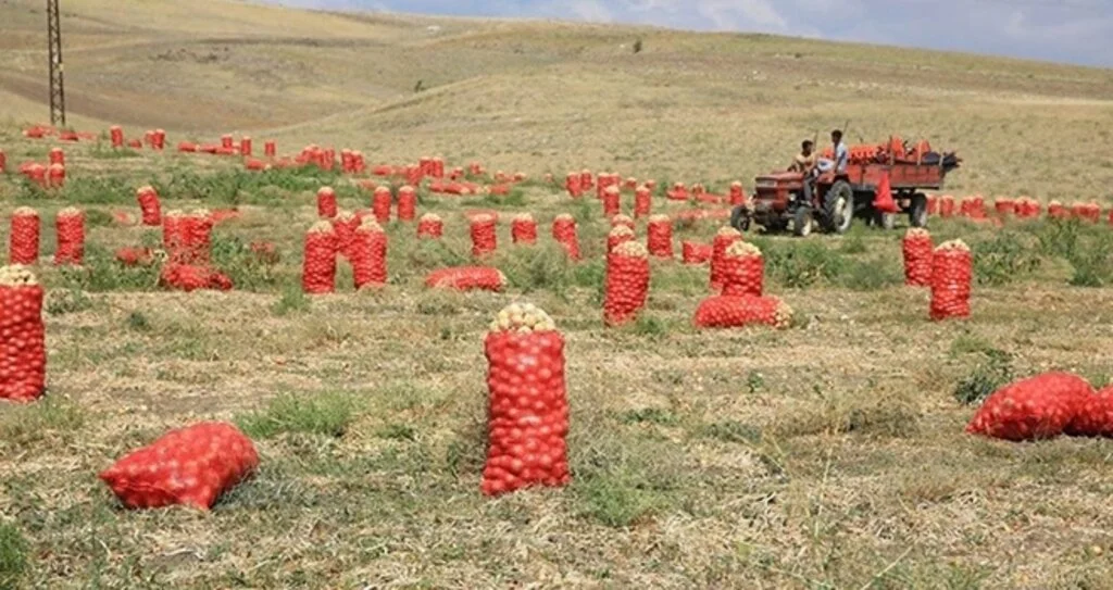 Soğan üretimi yüzde 30 arttı