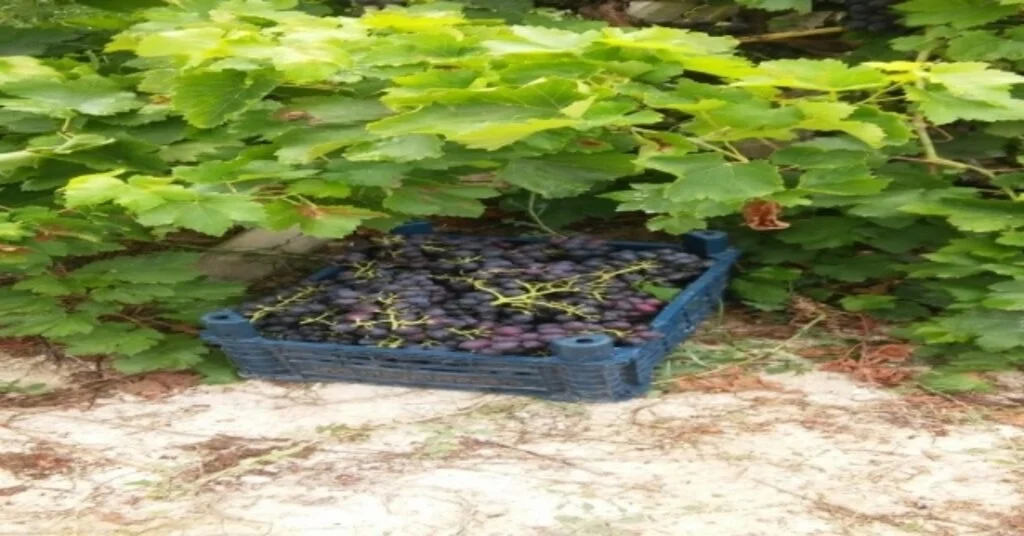 Tarsusta Bağdan 500 Kilo Üzüm Çalan Hırsız Yakalandı