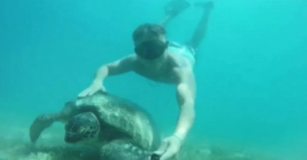 Tatilcilere Fok Ve Caretta Caretta Sürprizi