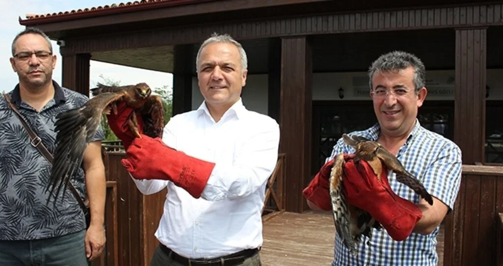 Tedavisi yapılan "Çayır delicesi" doğaya salındı