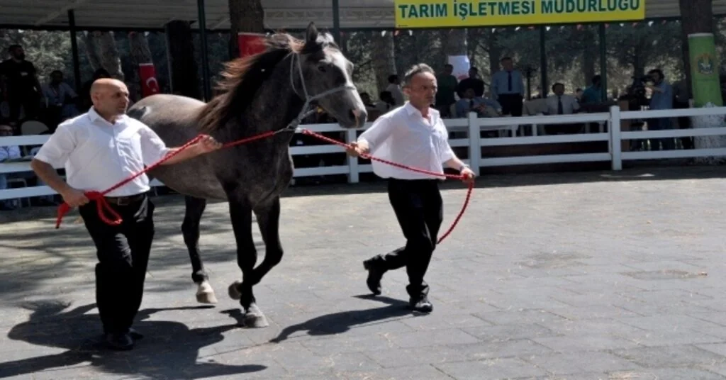 Tigemin Tayları Görücüye Çıkıyor