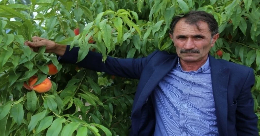 Tokat Şeftalisinde Hasat Başladı