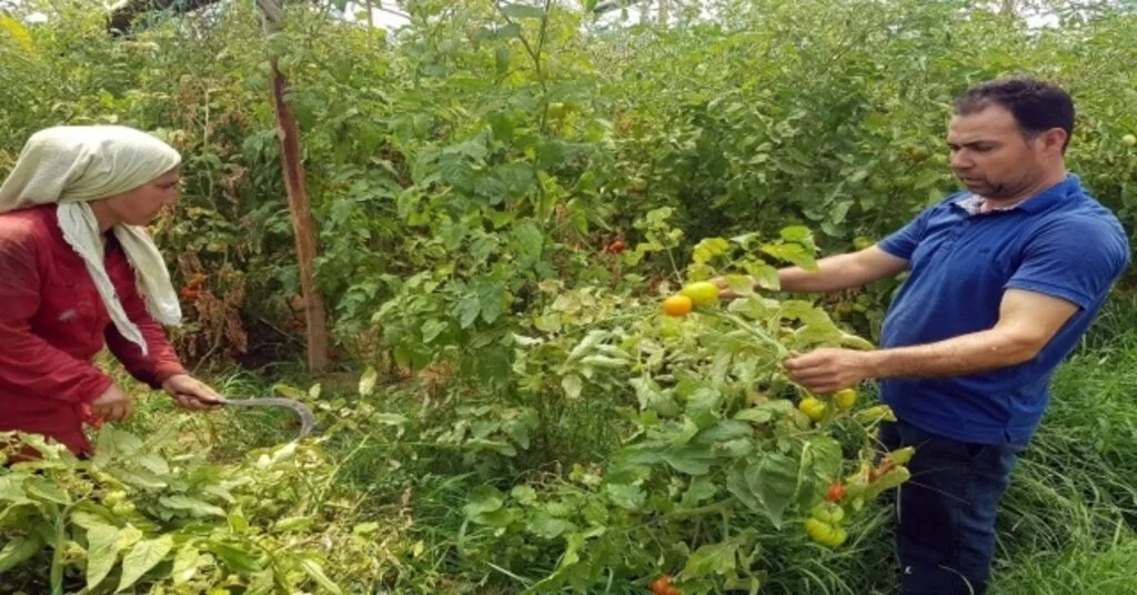 Tozla Baş Edemeyince Seradaki Domateslerini Söktü