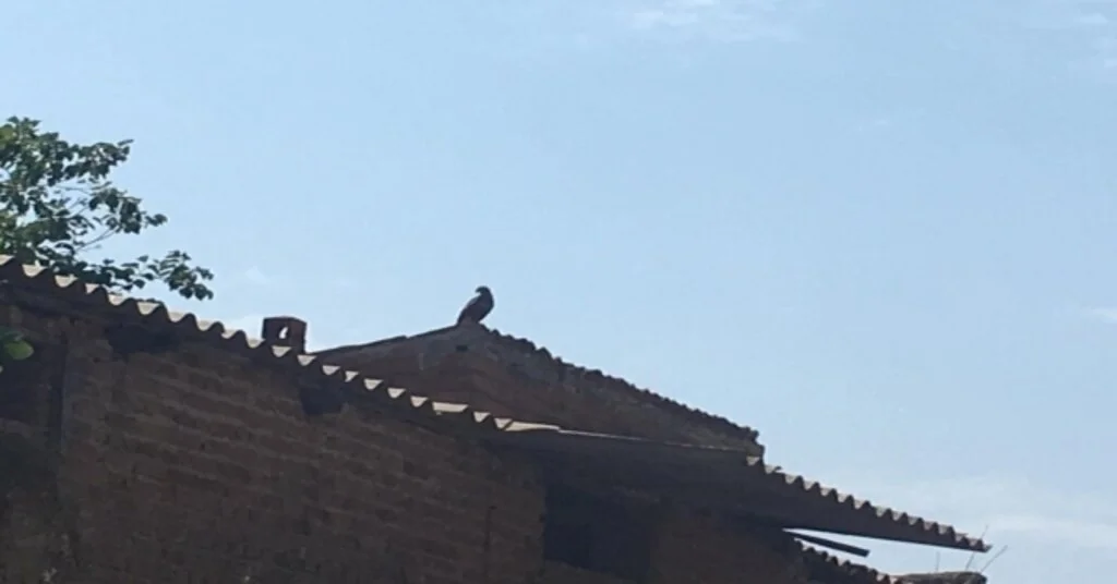 Turizmciler Ve Hayvanseverler Kaya Kartalı Yavrusu İçin Seferber Oldu