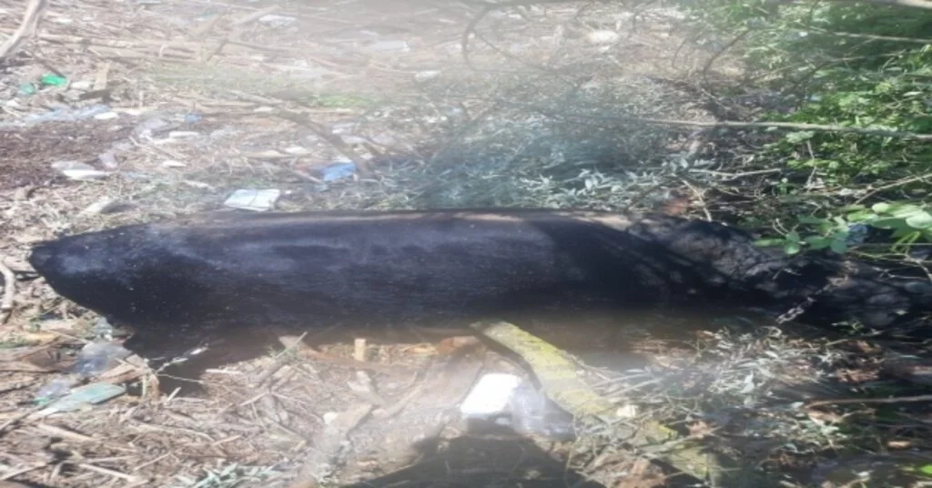 Umke Ekipleri Düzcede Çalışmalarına Devam Ediyor
