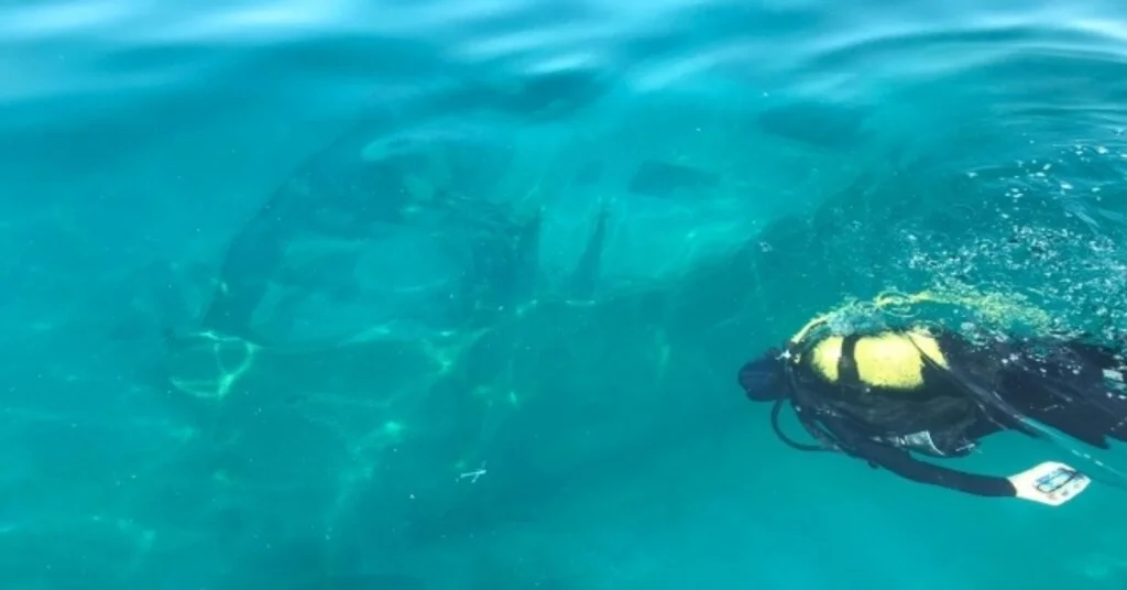 Van Gölündeki Rus Batıkları Dalış Turizmine Kazandırılacak