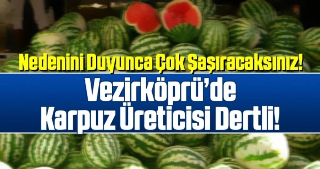 Vezirköprü'de Karpuz Üreticisi Dertli!