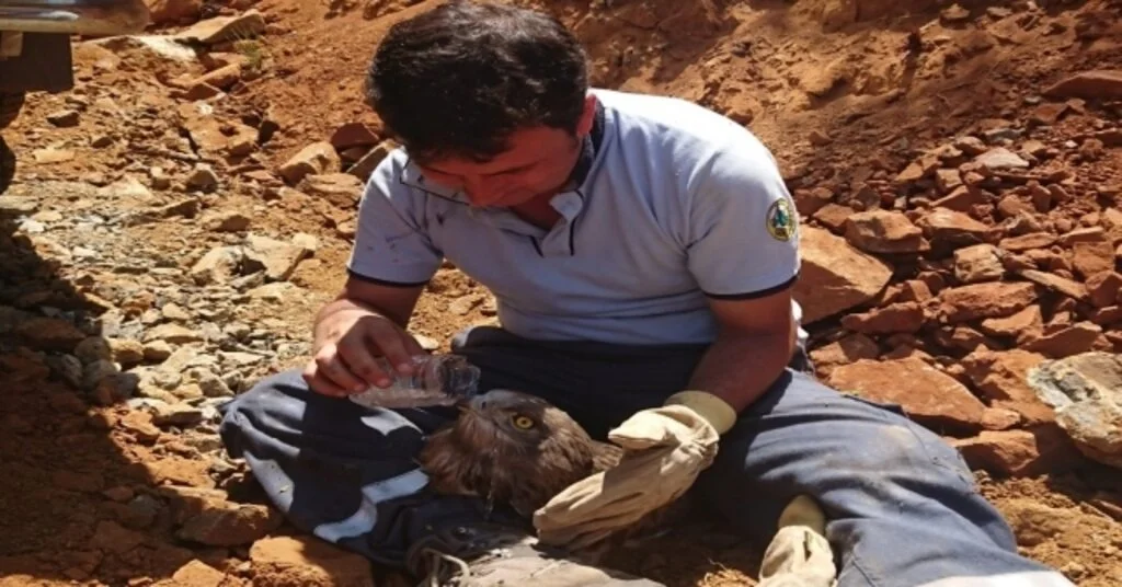 Yangından Yaralı Kurtulan Kartal Tedavi Altına Alındı